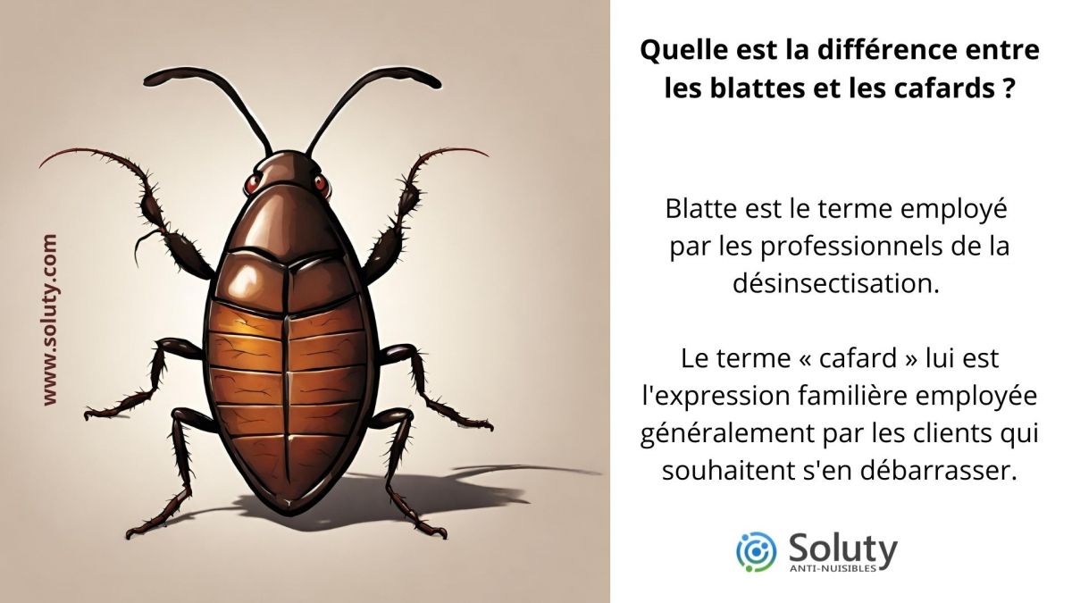 Quelles différences entre une blatte et un cafard ?