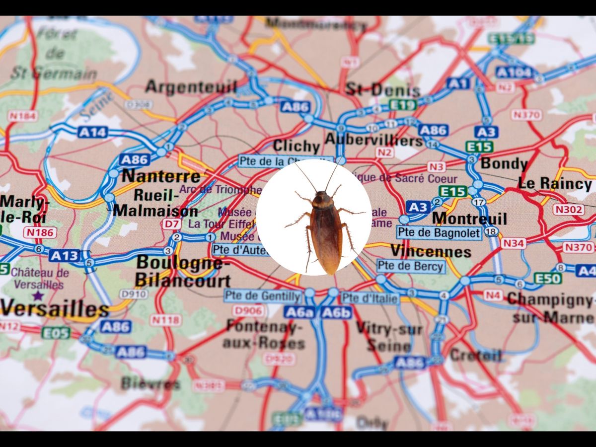 carte d'Argenteuil avec une blatte