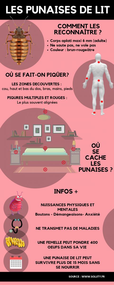 informations générales sur les punaises de lit