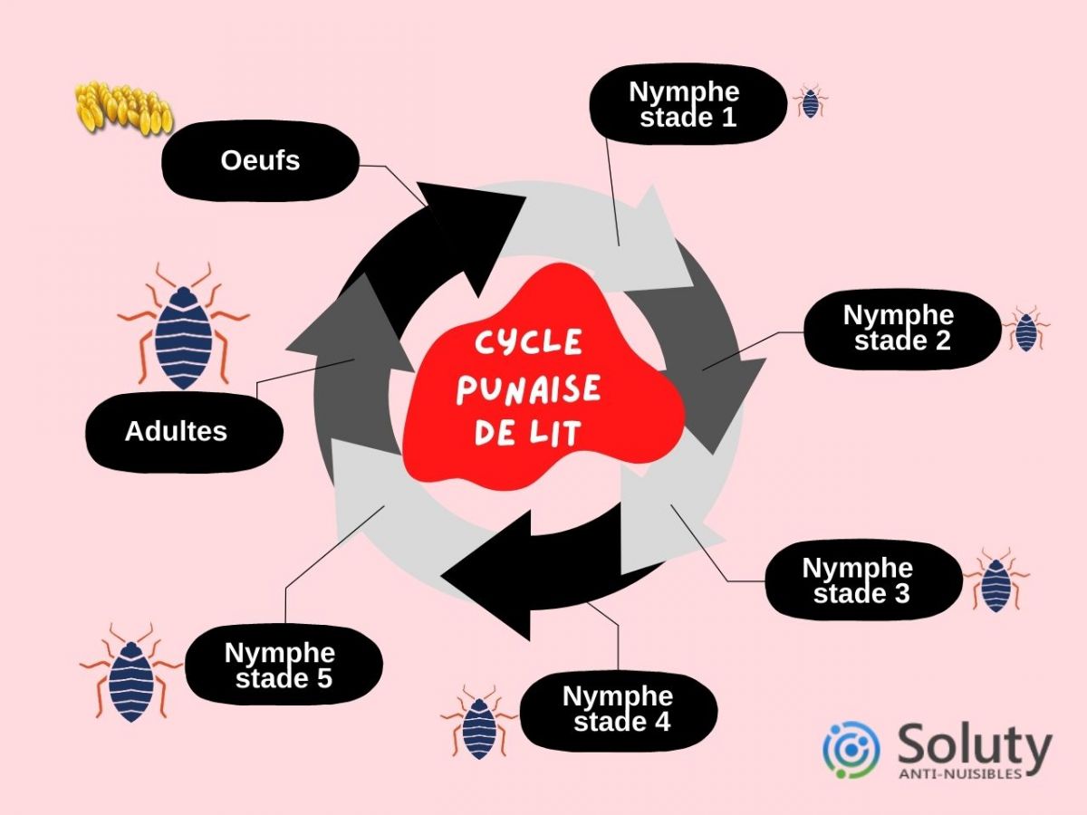 le cycle de vie et les différents stades de la punaise de lit