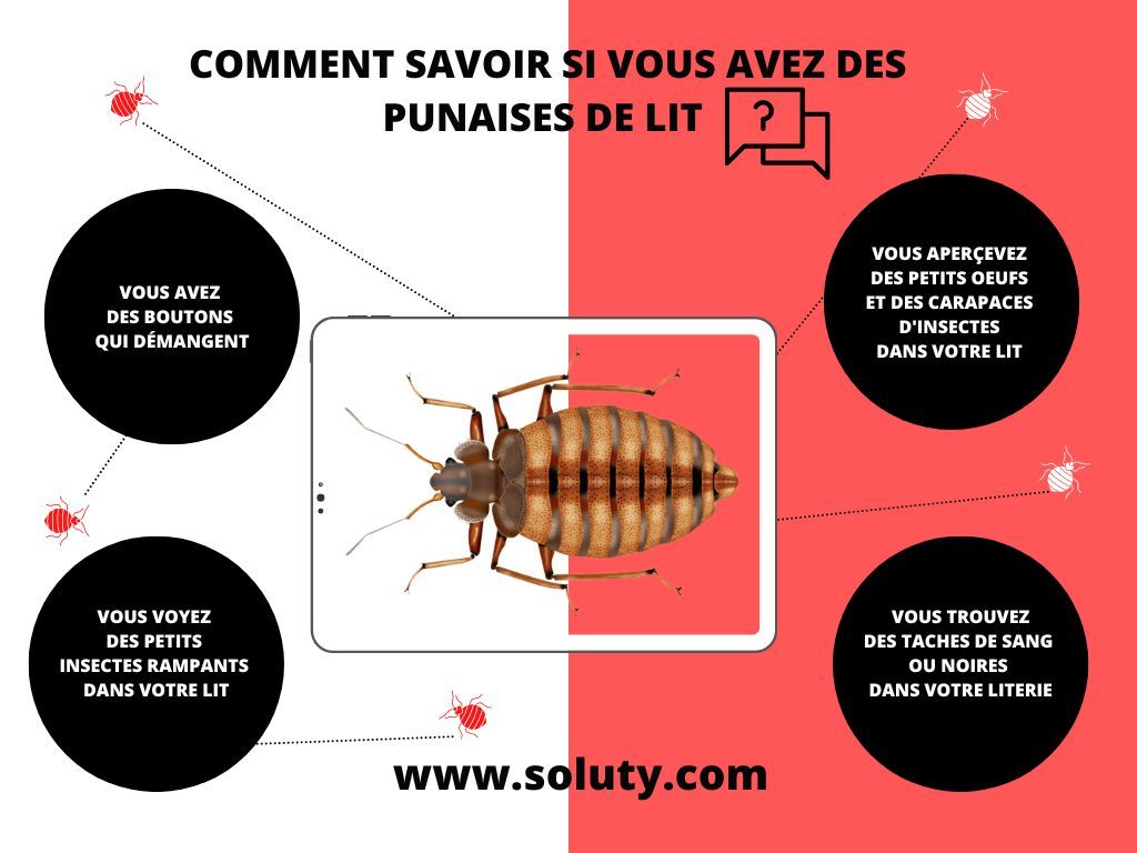 Des punaises chez vous : comment le saurez-vous ?