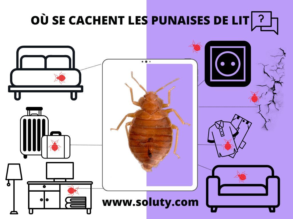 les lieux de caches des punaises de lit