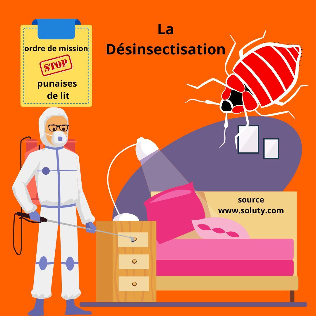 Désinsectisation punaises de lit