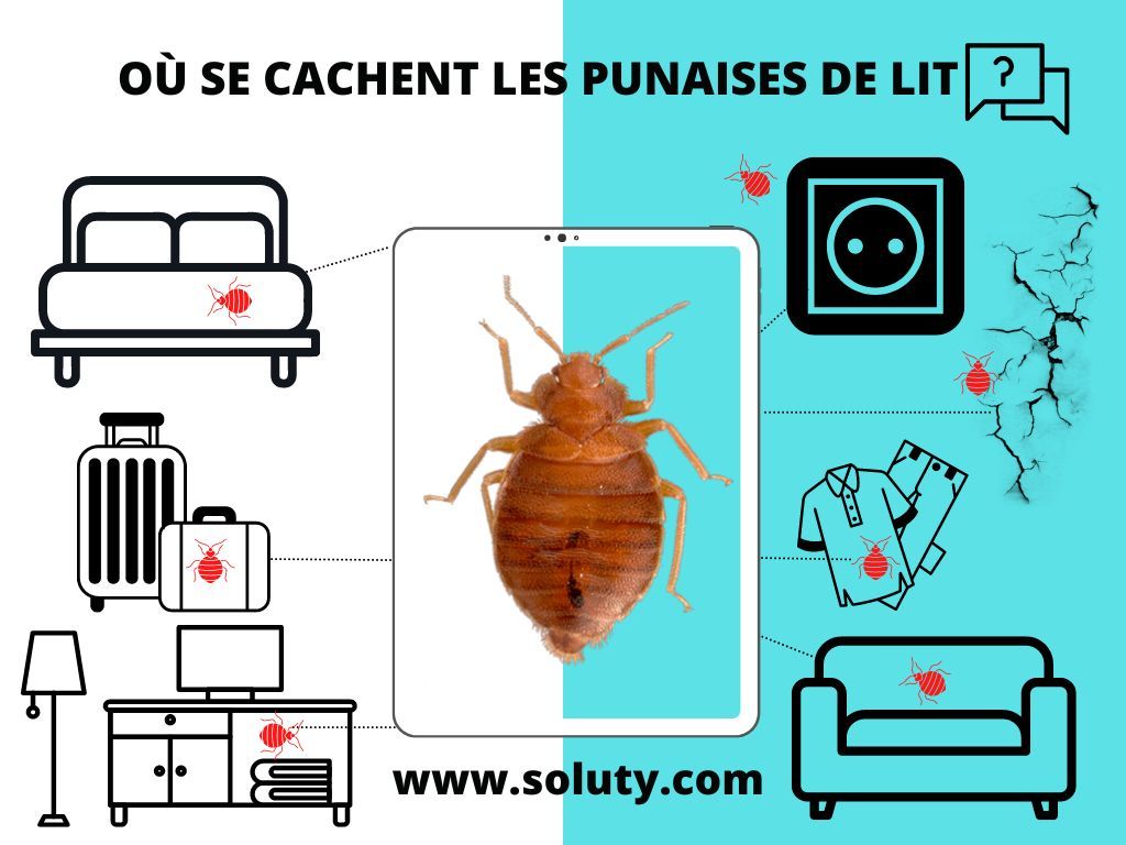 où se cachent les punaises de lit