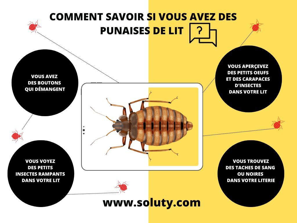 Comment reconnaître une infestation de punaises de lit  ?