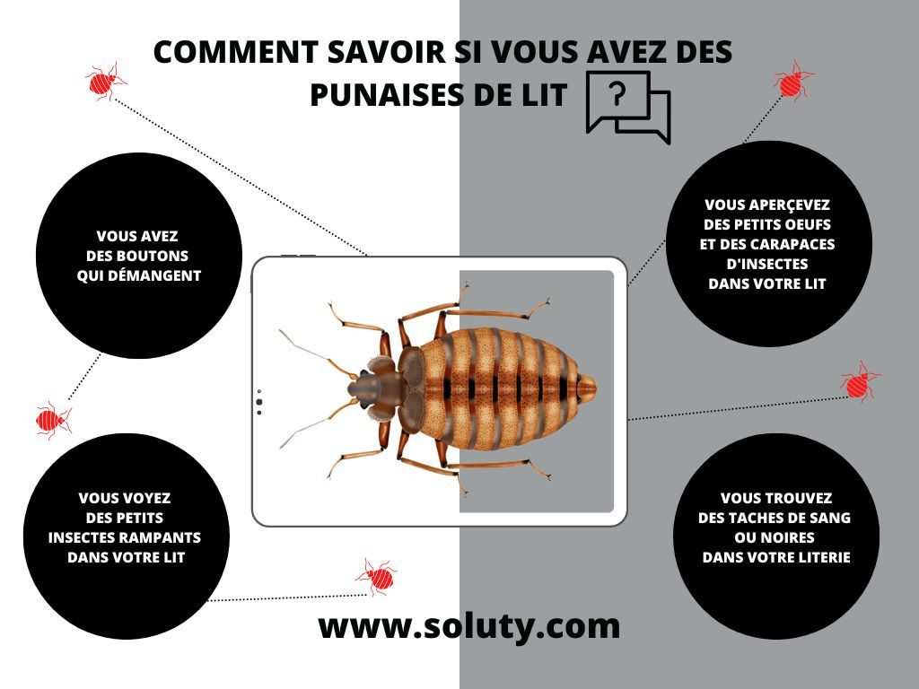 Comment savoir si vous êtes envahi par des punaises de lit  ?