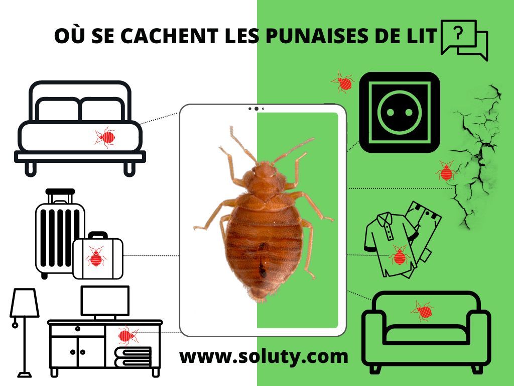 Quels sont les produits agréés pour l'extermination parasitaire ?