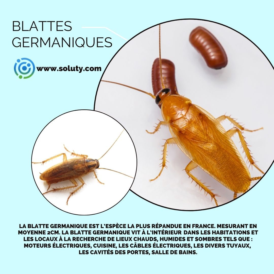 La blatte germanique