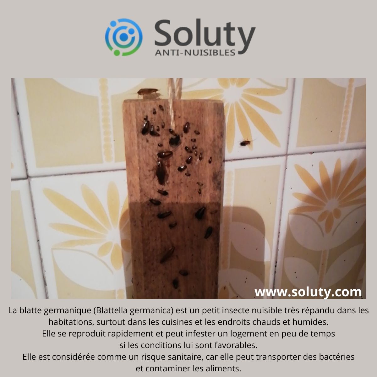 La blatte germanique