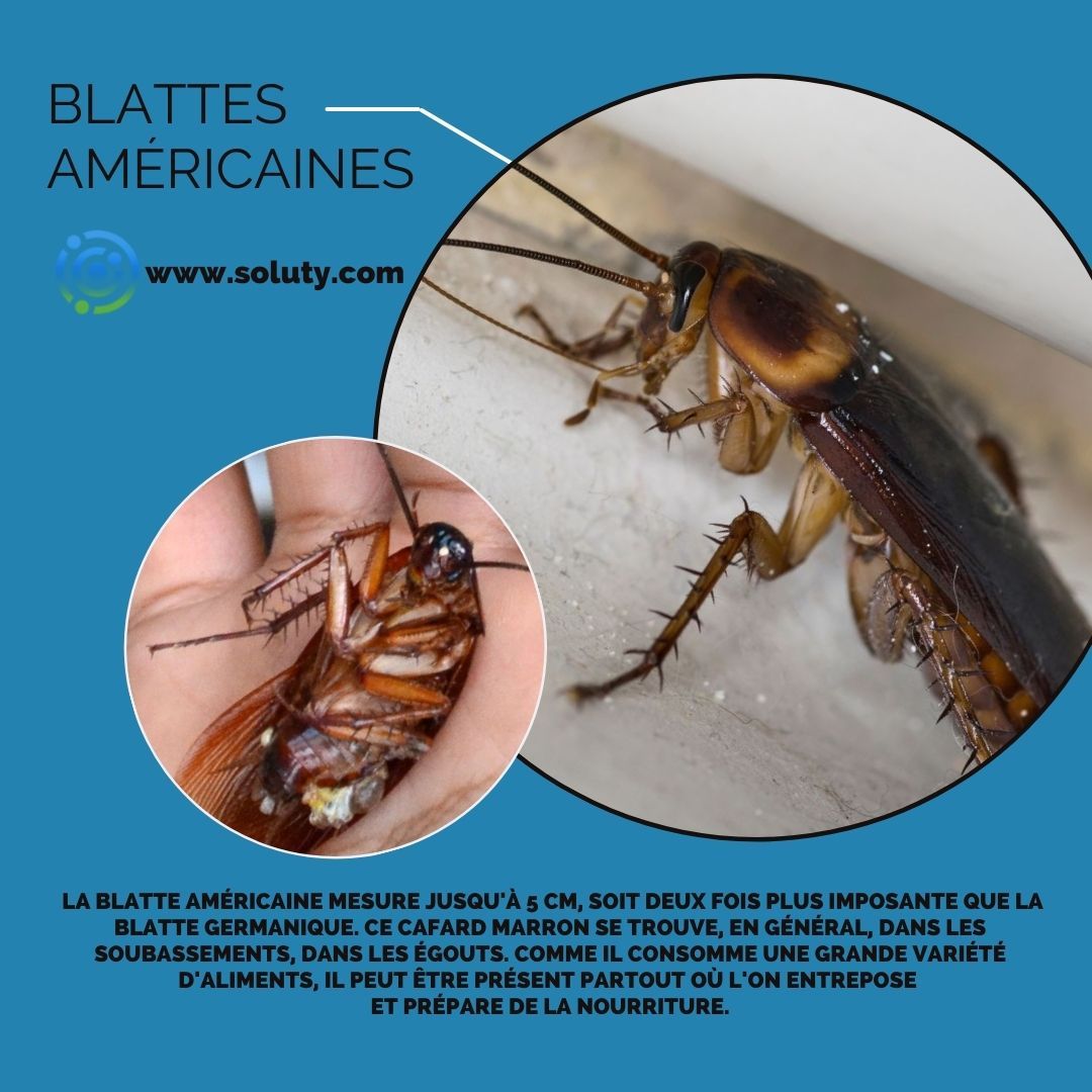 la blatte américaine