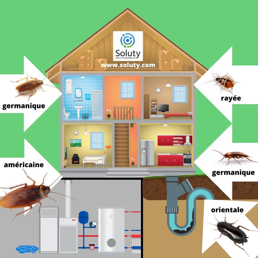 les différents blattes et leur localisation dans votre logement 