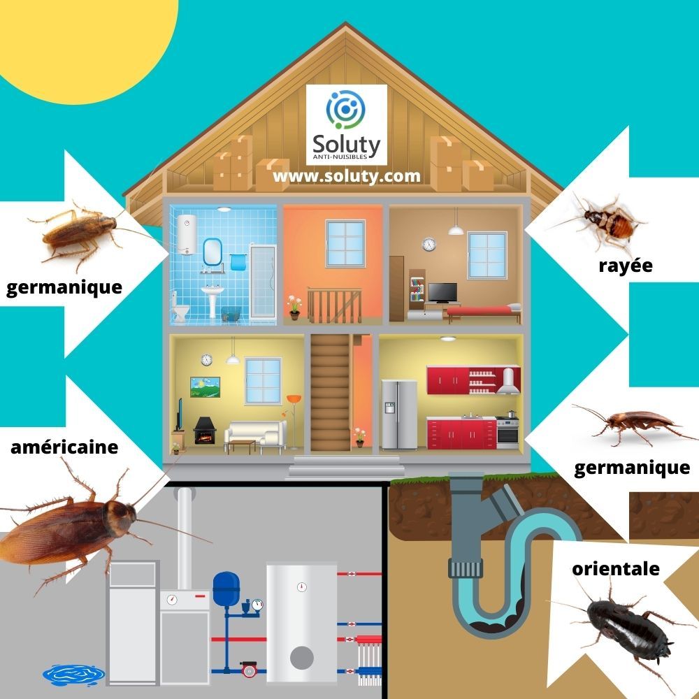 les différents blattes et leur localisation dans votre logement 