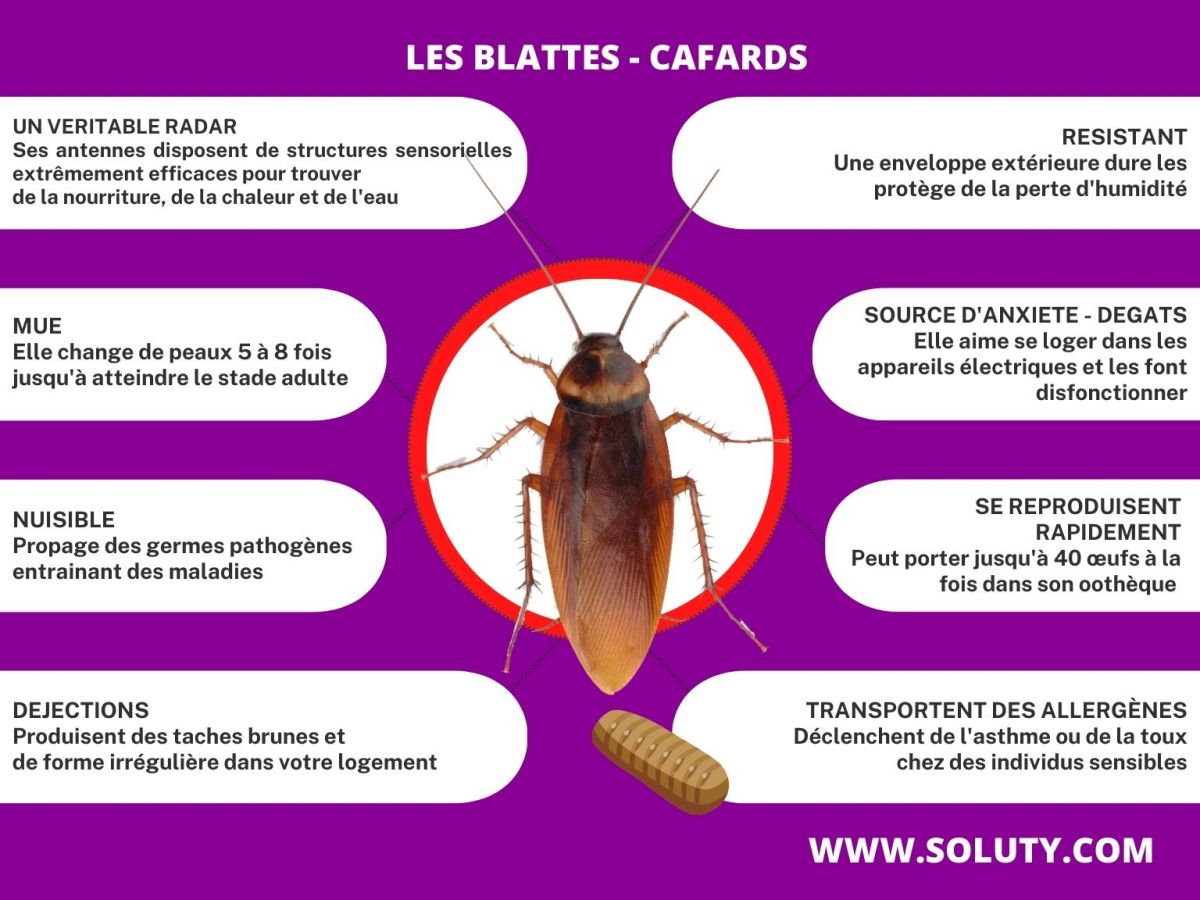 cafards et blattes : informations