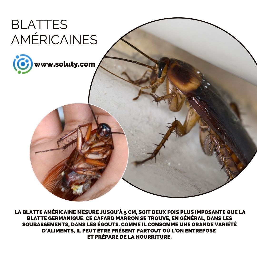 La blatte américaine