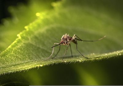 Moustique sur plante