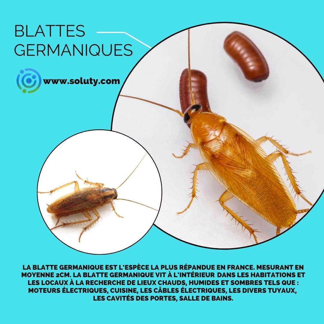 La blatte germanique