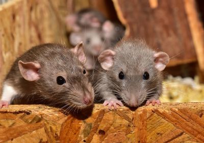 Plusieurs rats