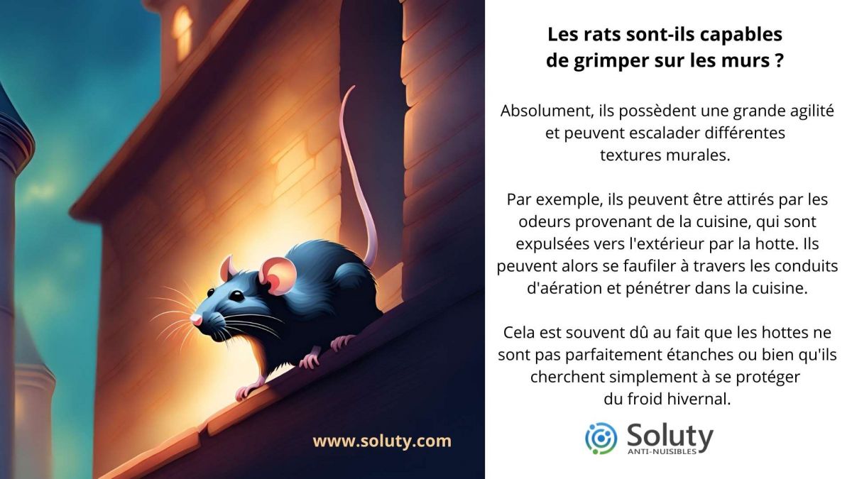 Les rats sont-ils capables  de grimper sur les murs ?