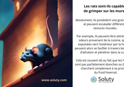 Les rats sont ils capables de grimper sur les murs