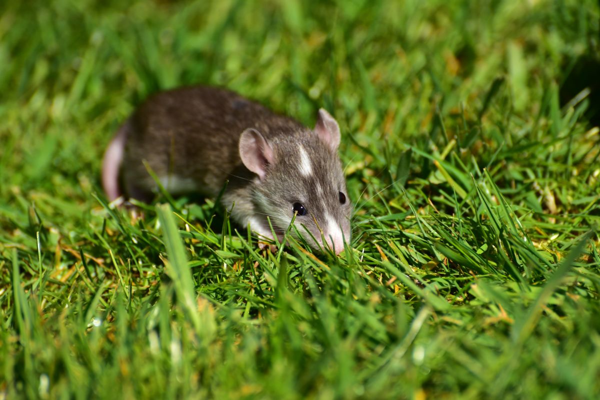 un rongeur sur une pelouse de jardin