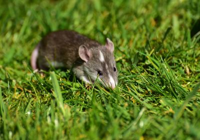 Rat sur herbe