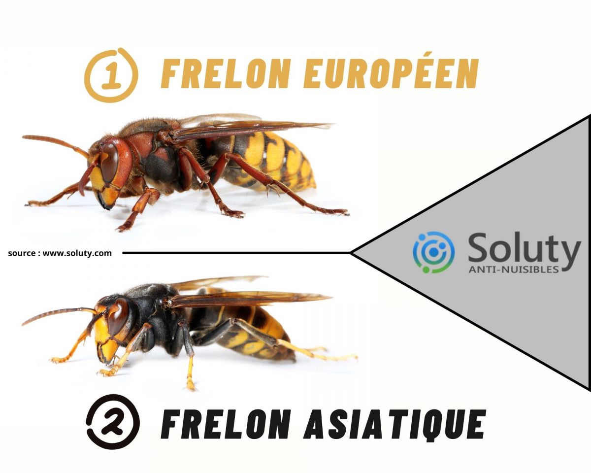 différence entre frelon asiatique et frelon européen