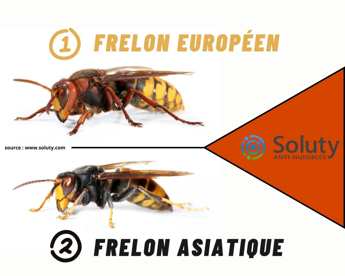 différence entre frelon asiatique et frelon européen