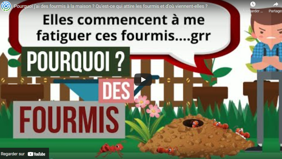 Pourquoi j'ai des fourmis dans la maison ? - SOLUTY