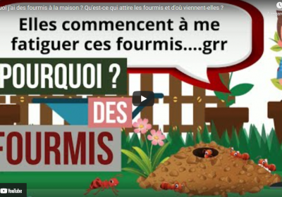 Pourquoi jai des fourmis