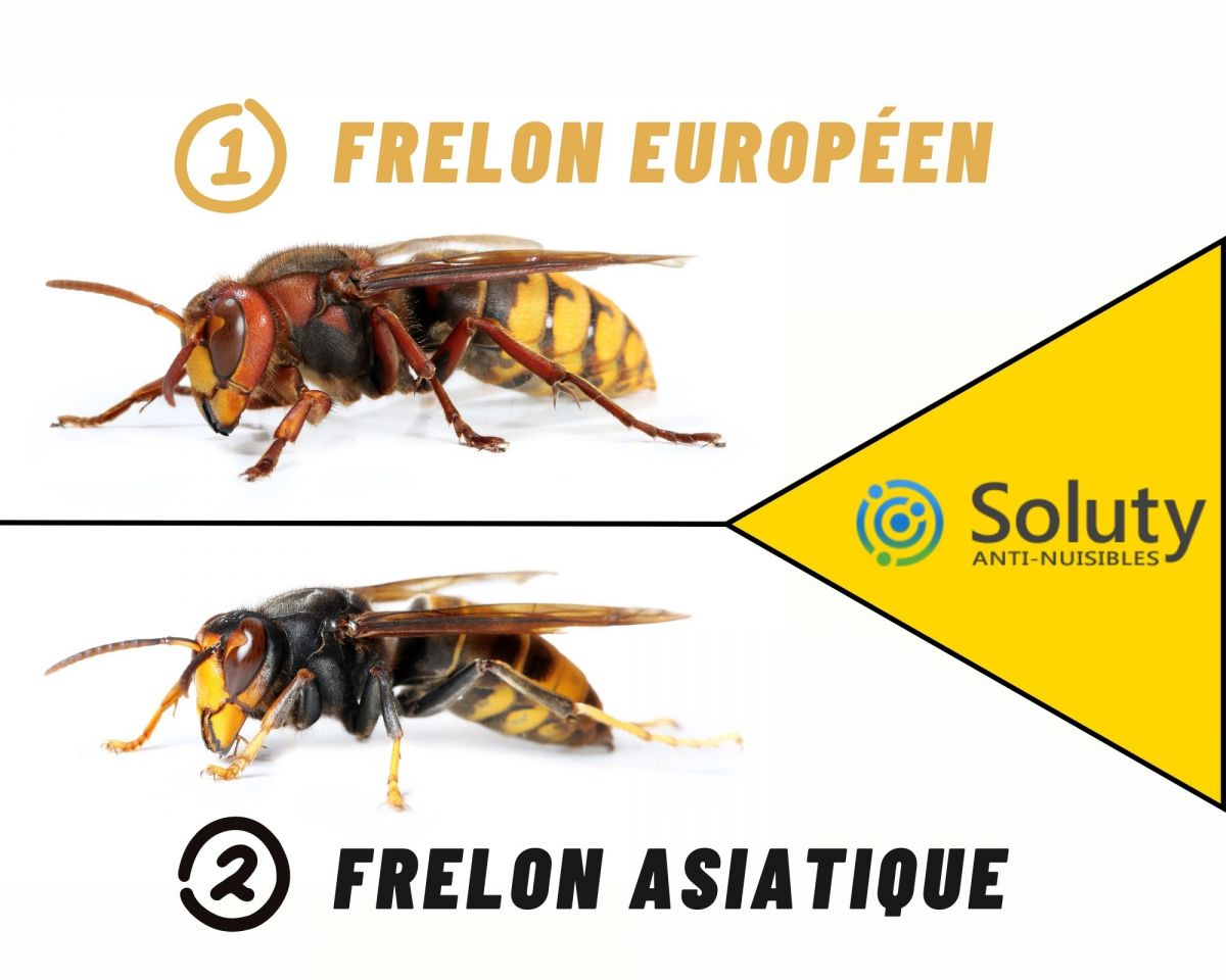 différence entre frelon asiatique et frelon européen 