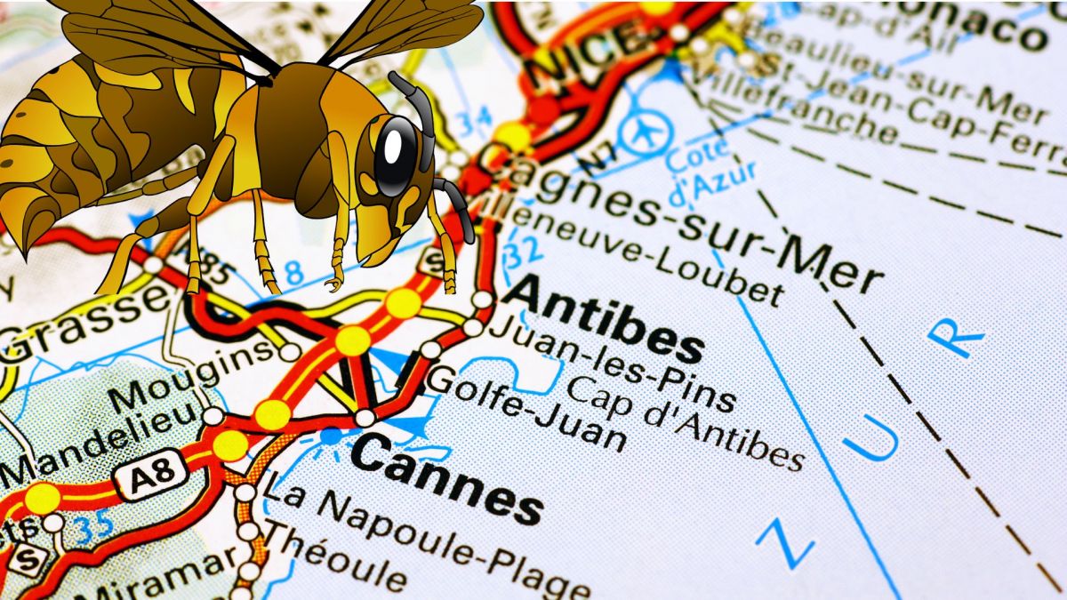 frelon sur la ville de Cannes