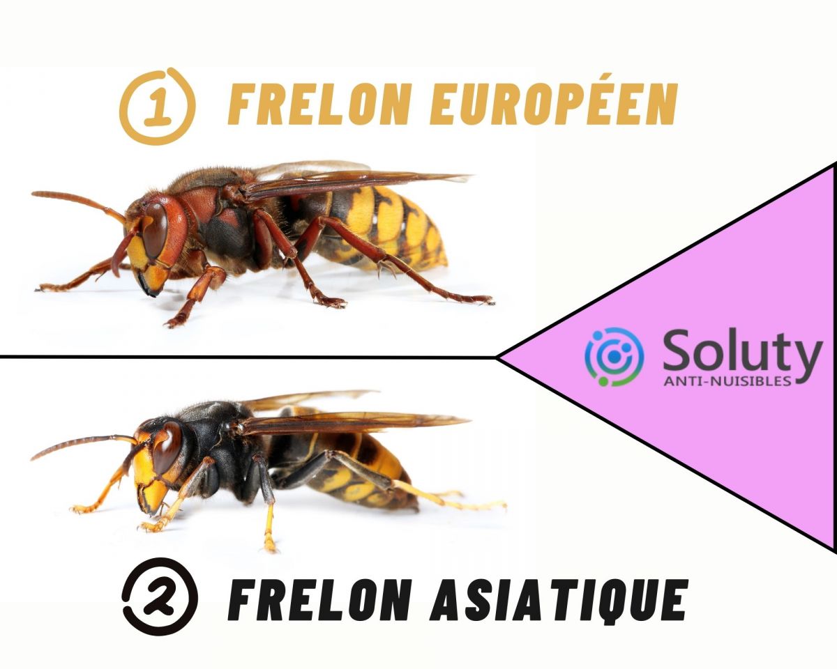 différence entre frelon asiatique et frelon européen 