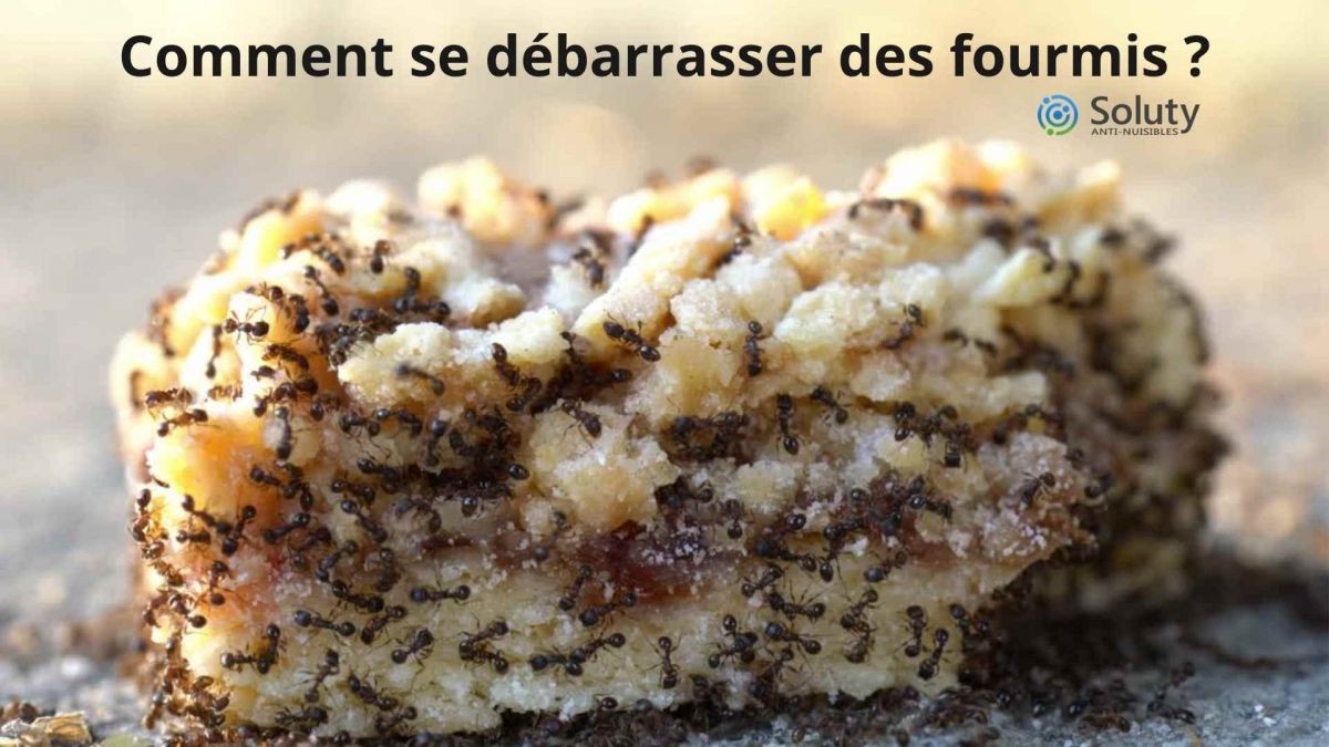 Comment se débarrasser des fourmis ?