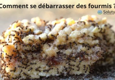 Comment se debarrasser des fourmis 2