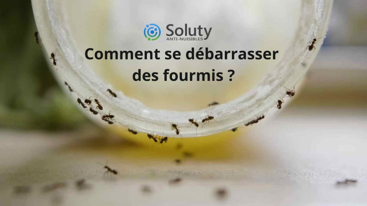 Ne laissez pas de nourriture à l’air libre : Si vous oublié quelques miettes au sol ou dans le grille-pain, si un verre de sirop est laissé sur le plan de travail, ces friandises peuvent suffire à nourrir une petite colonie de fourmis pendant quelques jours.