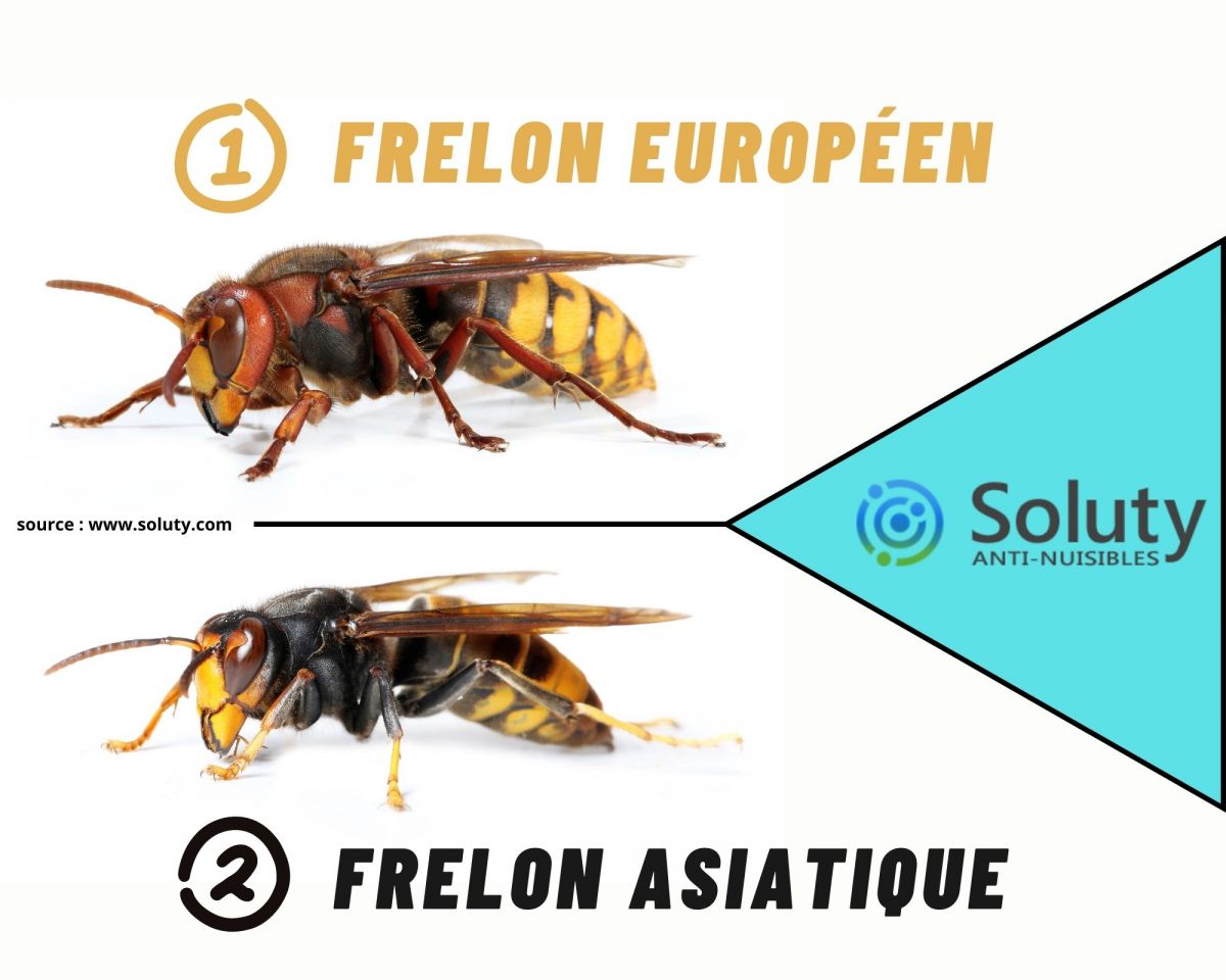 différence entre frelon asiatique et frelon européen 