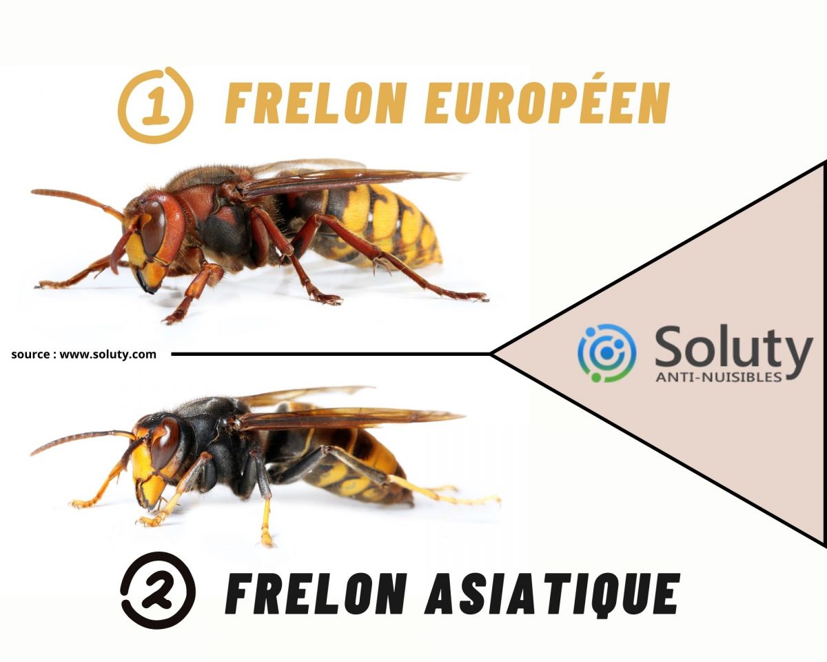 différence entre frelon asiatique et frelon européen 