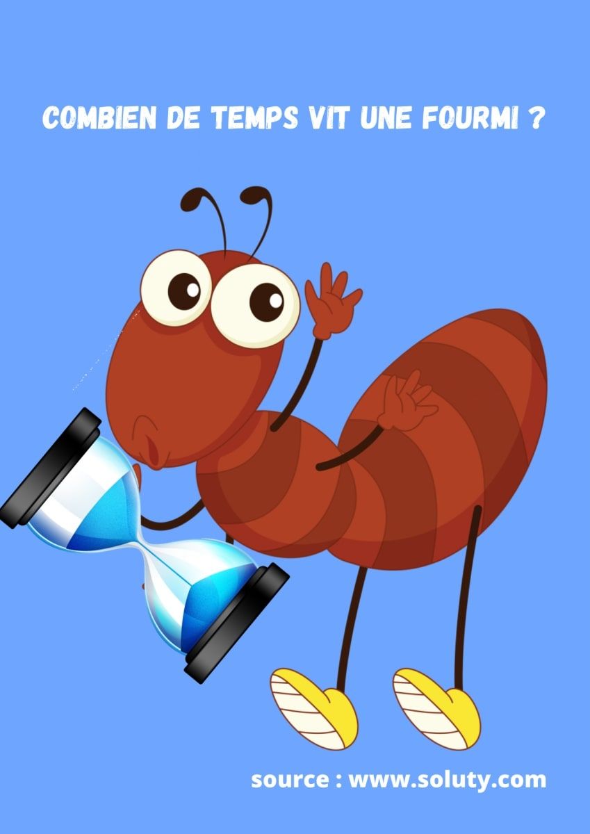 Combien de temps vit une fourmi ? SOLUTY