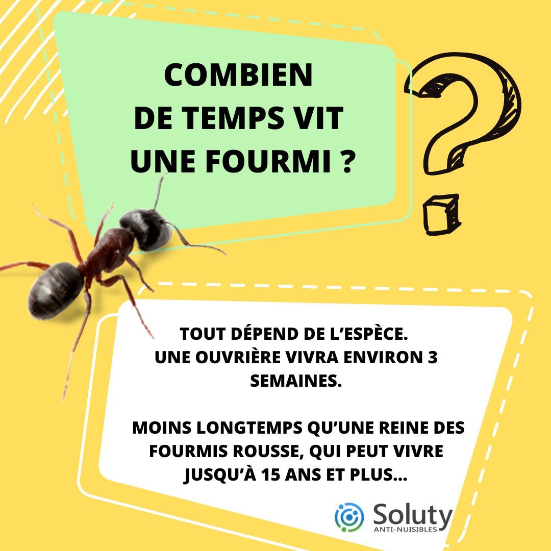 Combien de temps vit une fourmi ?