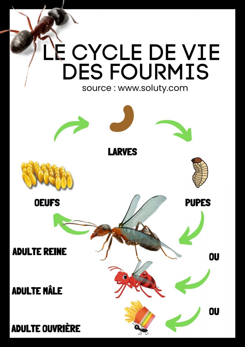 le cycle de vie chez les fourmis