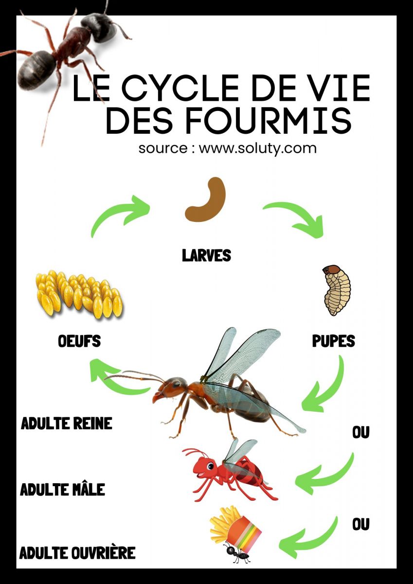 Combien de temps vit une fourmi ? - SOLUTY