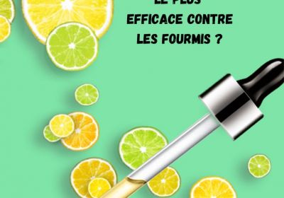 Quel est le produit le plus efficace contre les fourmis source solutycom 34 1200x