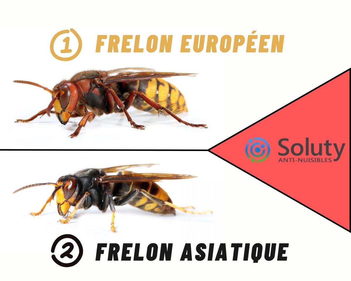 différence entre frelon asiatique et frelon européen 