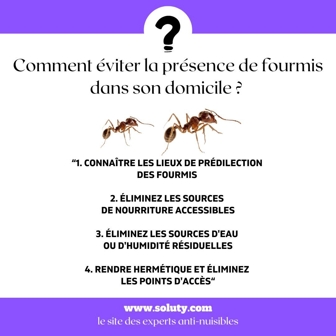 Quels sont les gestes simples à mettre en action pour éviter la prolifération ou la présence de fourmis dans son domicile ? 