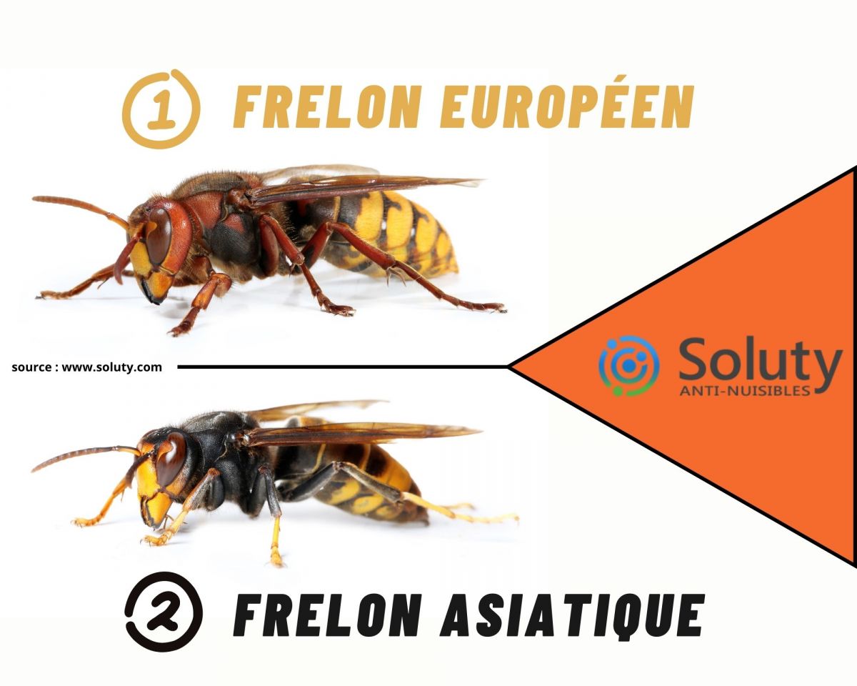 différence entre frelon asiatique et frelon européen 