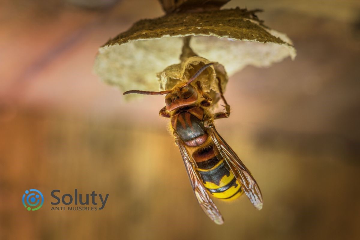 Les abeilles - Chartres Nuisibles - Prévention et Eradication