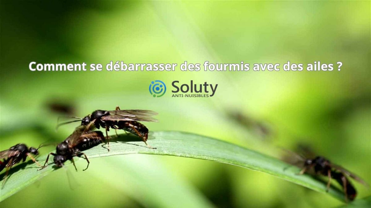 Comment se débarrasser des fourmis volantes ?