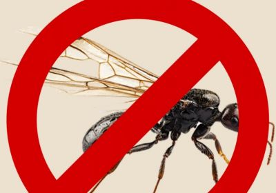 Comment se debarrasser des fourmis volantes source soluty com 25 1200x