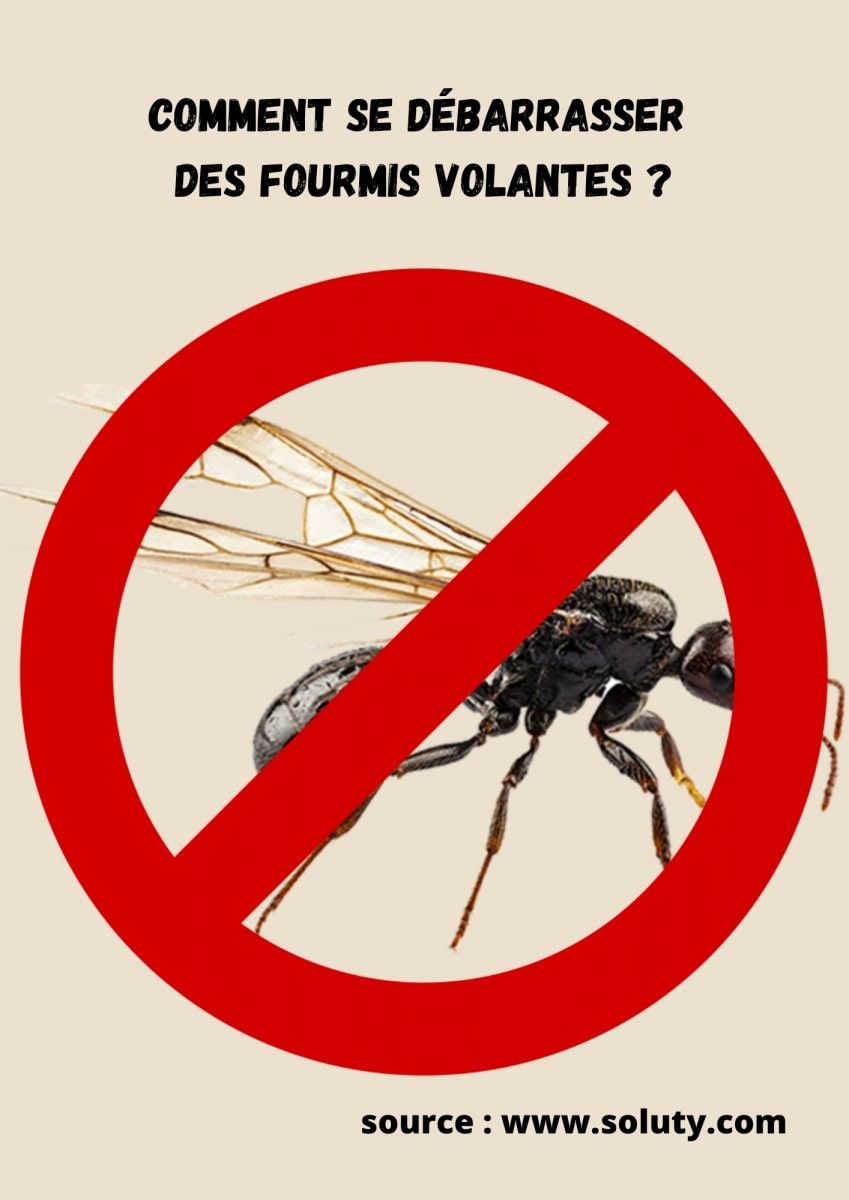 dessin avec question Comment se débarrasser des fourmis volantes ?