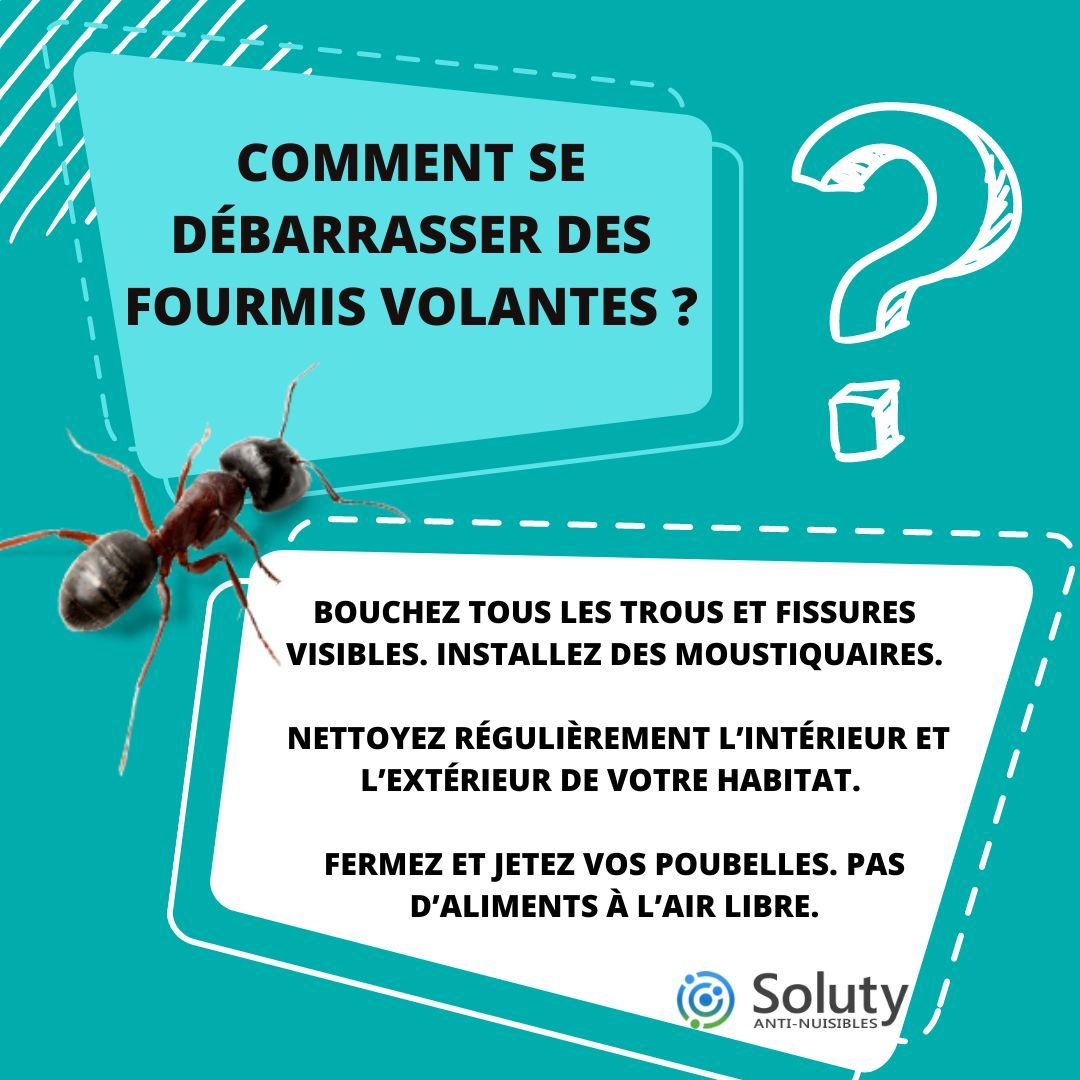 Comment se débarrasser des fourmis volantes ? 